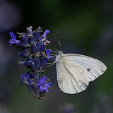 Insects